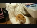 猫が近づいてくるだけ