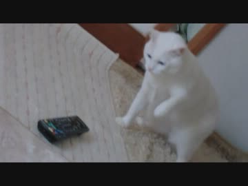 リモコンをシェーバーと勘違いするネコ