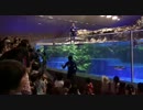 すみだ水族館　ペンギン餌やり 画質比較①