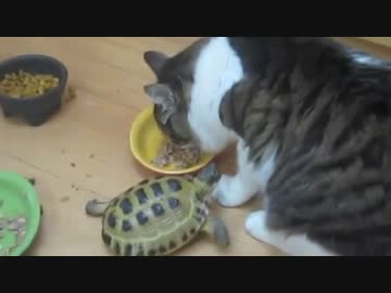 猫困惑　ストーカー亀の恐怖