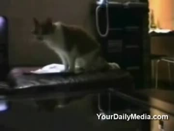 面白猫ちゃんたち