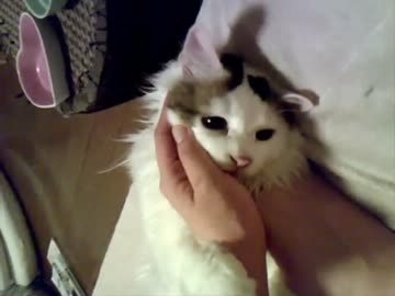 ターキッシュバン猫の こたろう が甘えん坊だよ