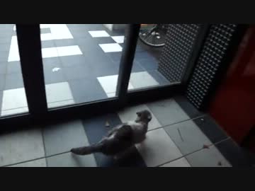 見えない壁に閉じ込められた猫＼(^o^)／