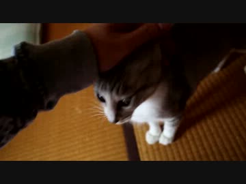 【生後】ぬさん一家の休日【１か月半と母猫】