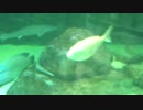 みやじマリン・お魚1