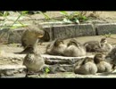 【毛玉】川にいったら子ガモがもふもふ