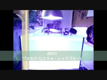 海水水槽立ち上げ動画１－１