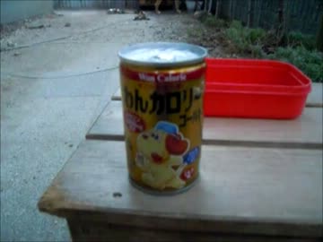 子犬を貰ってきた（100日目）