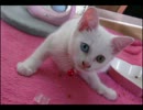 姪っ子が拾ってきた猫と遊んでみた。
