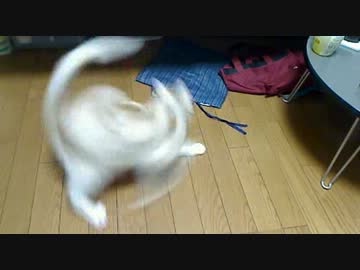 くまコン