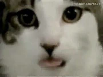 ネット上で騒がれたネコ達