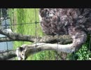 ダチョウの自然破壊