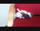 ウィンくんの日常６