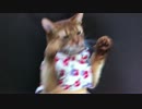 猫ビンタ