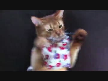 猫ビンタ