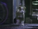 CM サントリーウイスキー トリス 「雨と子犬」