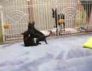 うちの仔犬その４