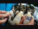 3匹の子猫がミルクを飲んでいる動画