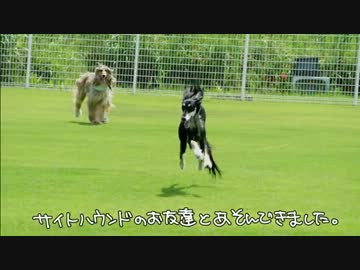 サイトハウンド4種