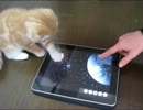 ｉＰａｄ vs モフモフ子猫