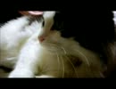 【猫】MOCOをびっくりさせてみた【ぬこ】