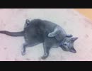 うちの猫がもじもじするだけ
