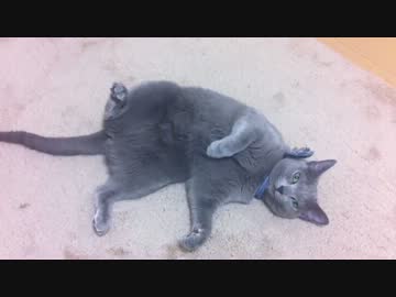 うちの猫がもじもじするだけ