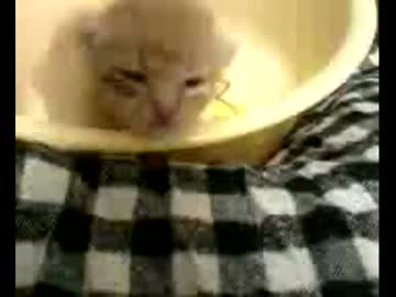 拾いねこ＠生後13日目　出た！