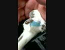 【セキセイ】寝言を言う【インコ】