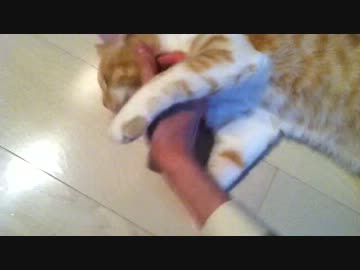 猫の会社帰りは触り放題のデレタイム　#19