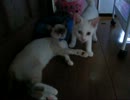 妹んちの猫がくしゃみした、ただそれだけの動画。