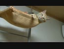 猫とバレーの練習