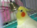 鈴とはなお