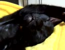 んがんがんがんが