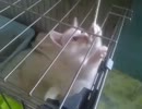 子猫一本釣り！その２