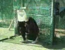 バッティングセンターで自らボールに当たりにいく人