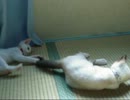 どうしてもかまってほしい仔猫