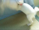 猫ジャンプ