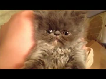 眠いけど遊びたい子ネコの寝落ちの瞬間
