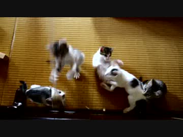 【生後】悪質な猫釣り業者にご注意ください【１か月半】