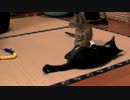 くるねこ大和　20120721 あん胡てつ