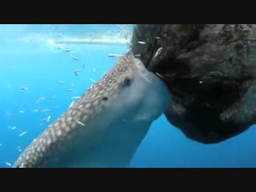 漁師の網から魚をモリモリ奪うジンベエザメさんｗ