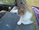 neko.3GP