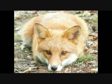 可愛いキツネの画像集めてみた＋α