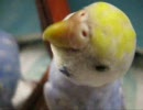 鏡とお話インコ