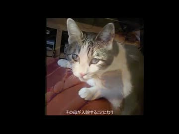 うちの猫が死にました