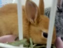 【AV】子ウサギたんを見てきた【うさぎ】