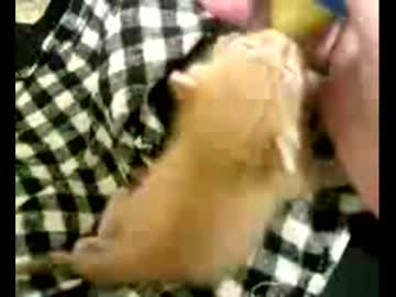 拾いねこ＠生後17日目　後姿もぷりちー