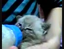【コシュカ】うちの猫【ちっちゃいとき】
