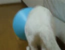エリザベスで焦る猫